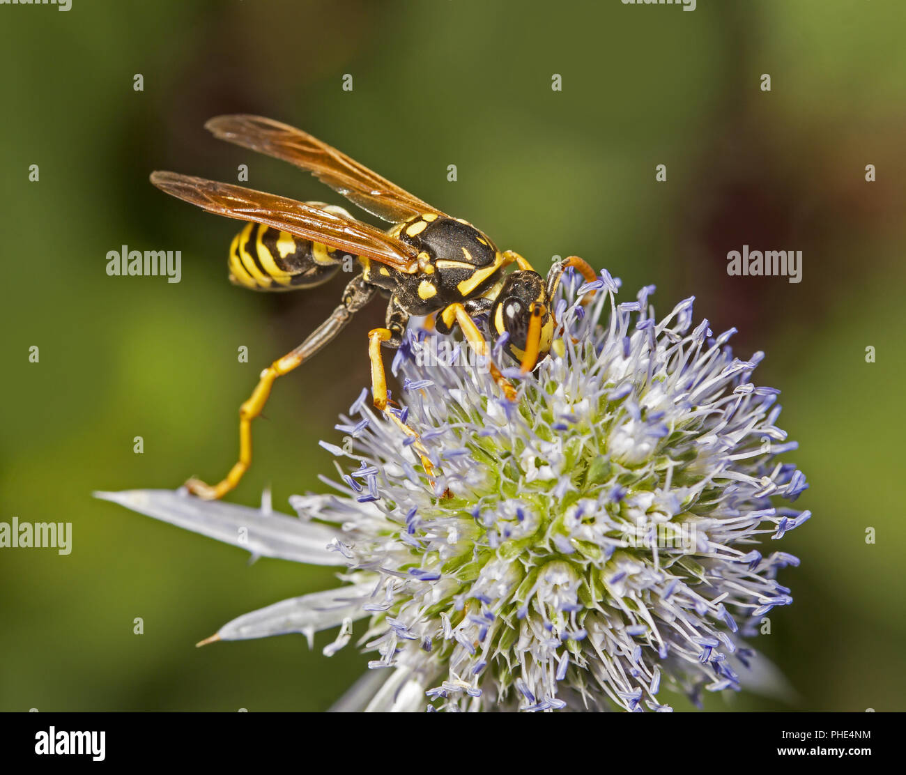 European paper wasp Polistes dominulus Stock Photo