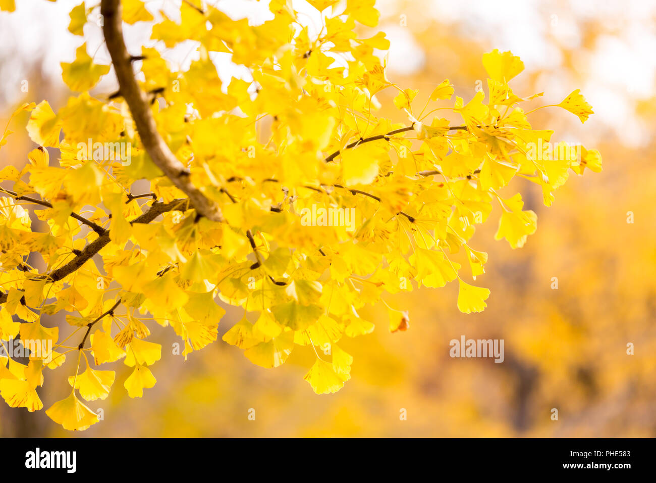 Ginkgo trees Autumn Stock Photo Alamy