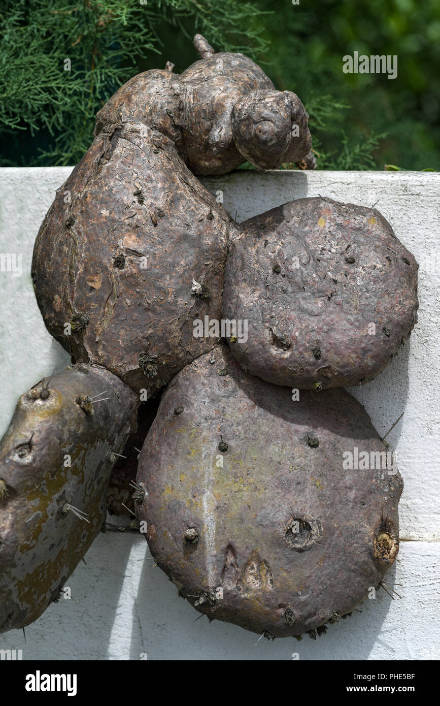 Dried up cactus hi-res stock photography and images - Alamy