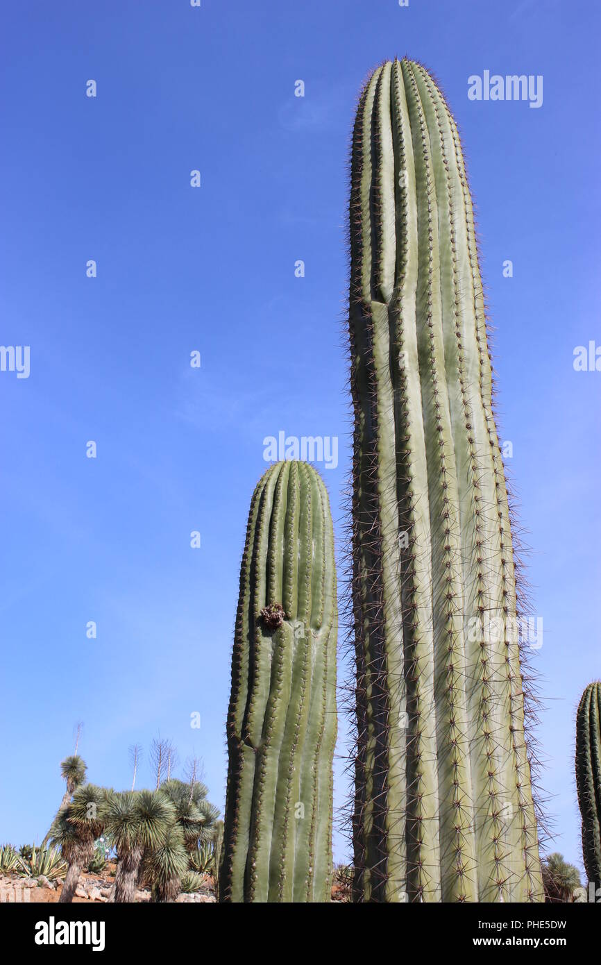 Columnar cacti hi-res stock photography and images - Alamy