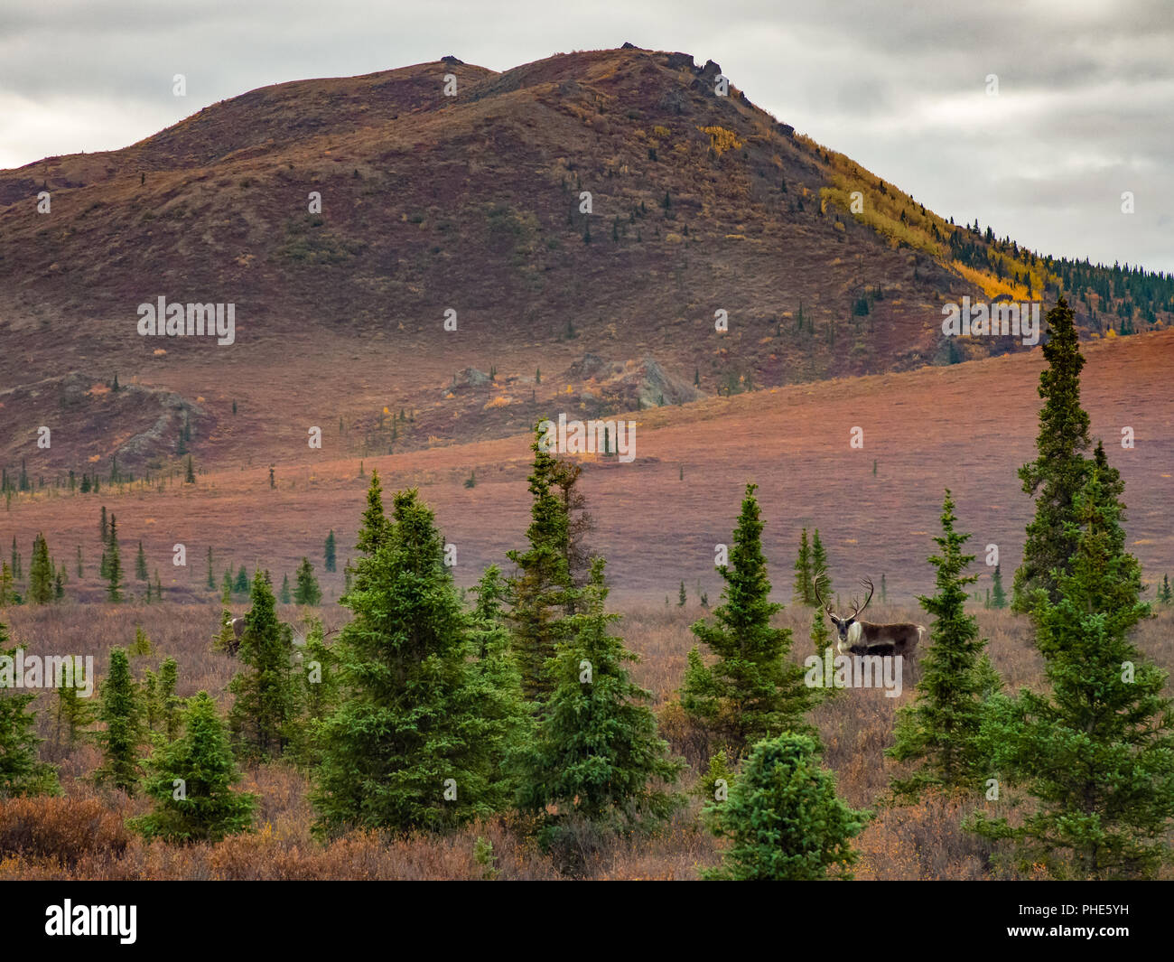 Caribou Standing in Autumn Tundra of Denali National Park Stock Photo