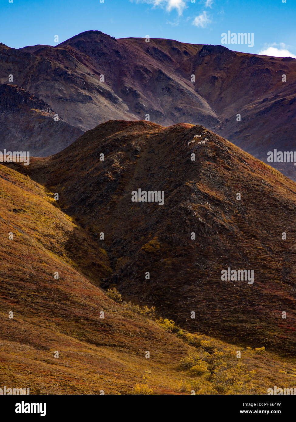 Denali dall sheep hires stock photography and images Alamy
