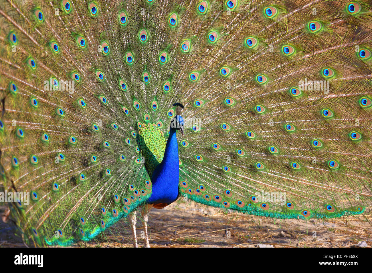 Peacock with Feathers Out Stock Photo