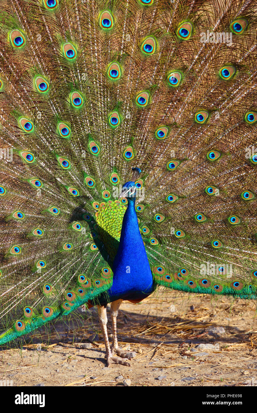 Peacock with Feathers Out Stock Photo