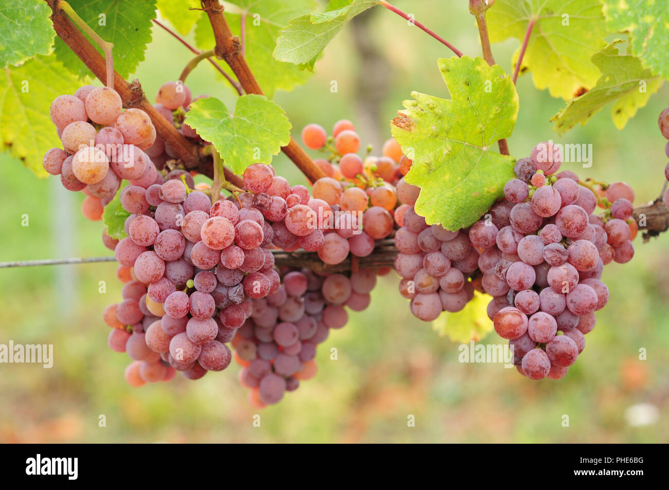 Red Traminer Gewürztraminer grapes Photo - Alamy