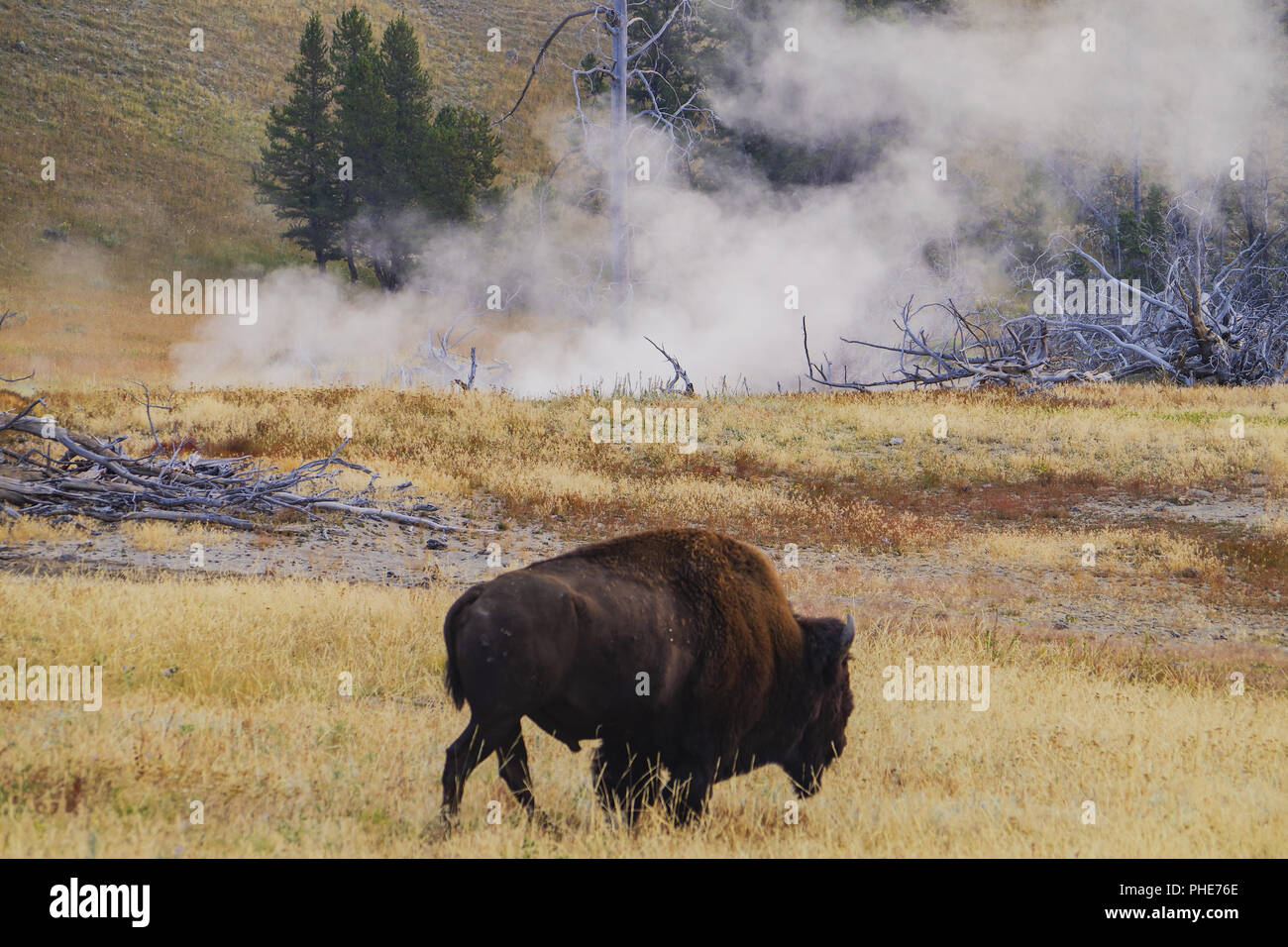 Amerikanischer Bison Büffel im Yellowstone National Park Stock Photo