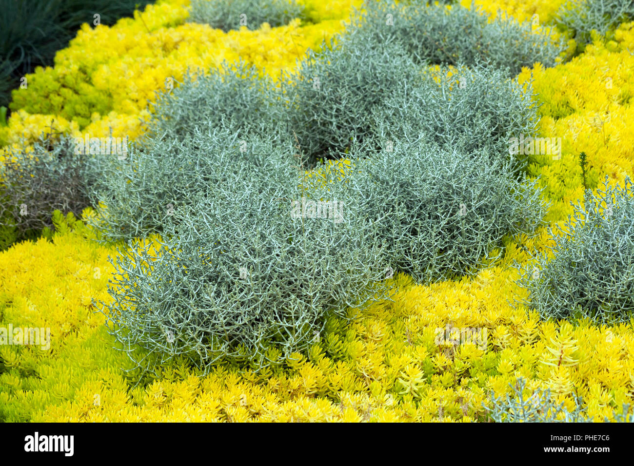 calocephalus brownii, a beautiful, unusual plant for home and garden, grows gray-silvery bushes surrounded by yellow sedum reflexum Angelina, Stock Photo