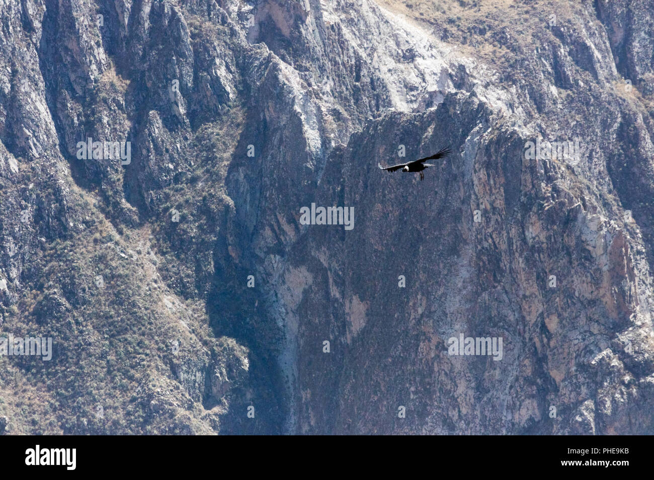 Condor flying  in Peru Stock Photo