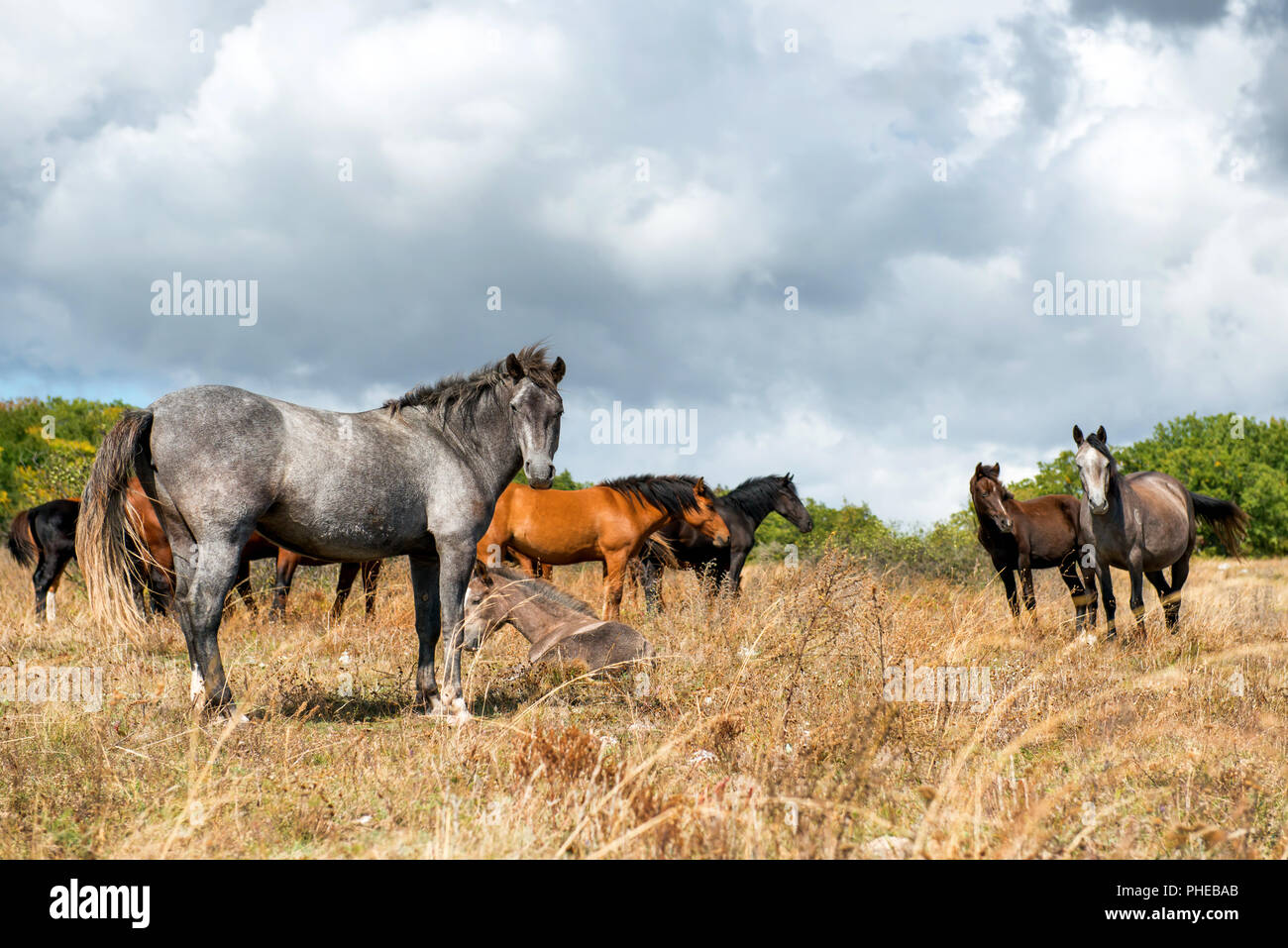 Herd horses on field green hi-res stock photography and images - Alamy