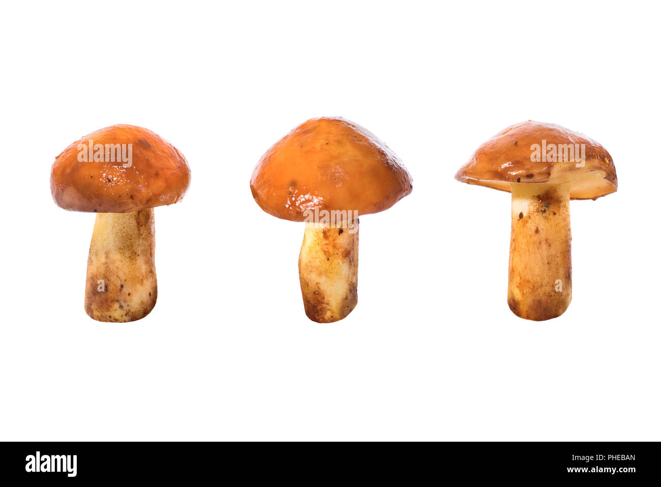Three edible mushrooms Stock Photo