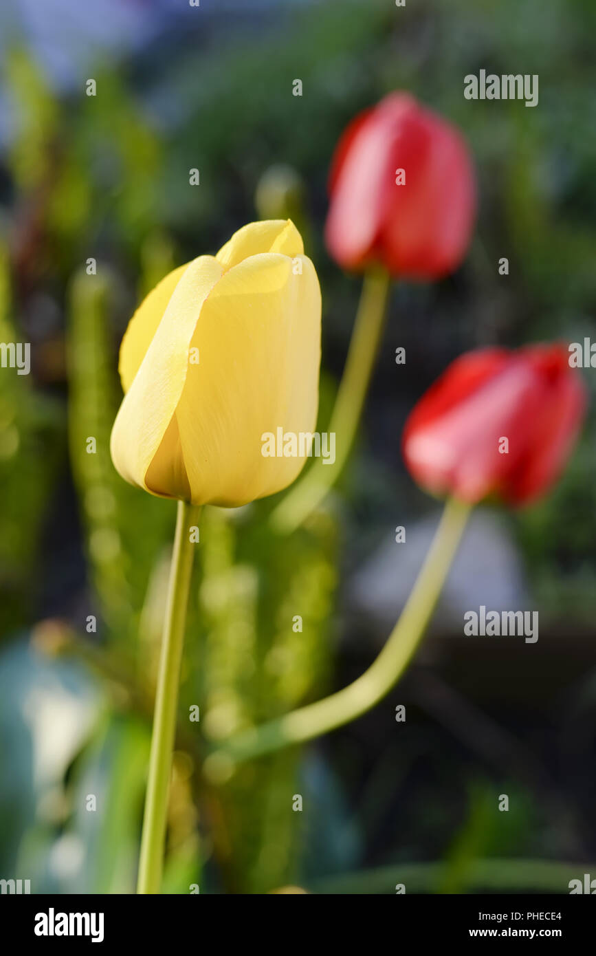 colorful tulips in the garden Stock Photo - Alamy