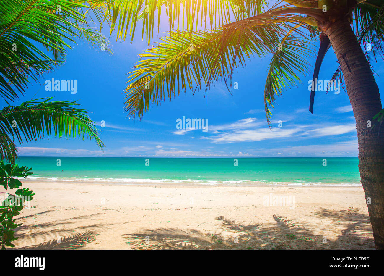 Palm and tropical beach Stock Photo - Alamy