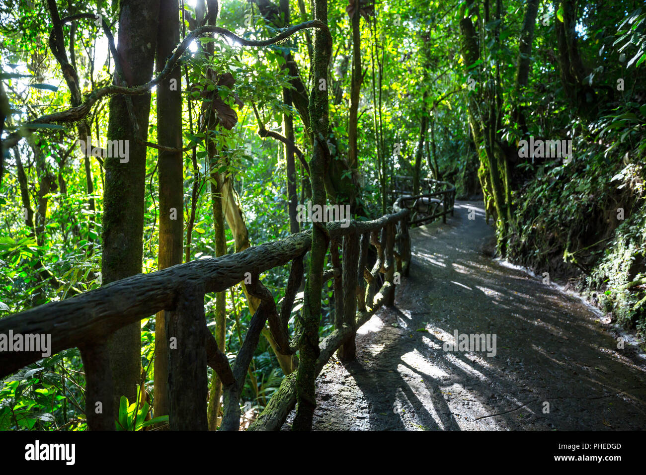 Jungle in Costa Rica Stock Photo Alamy