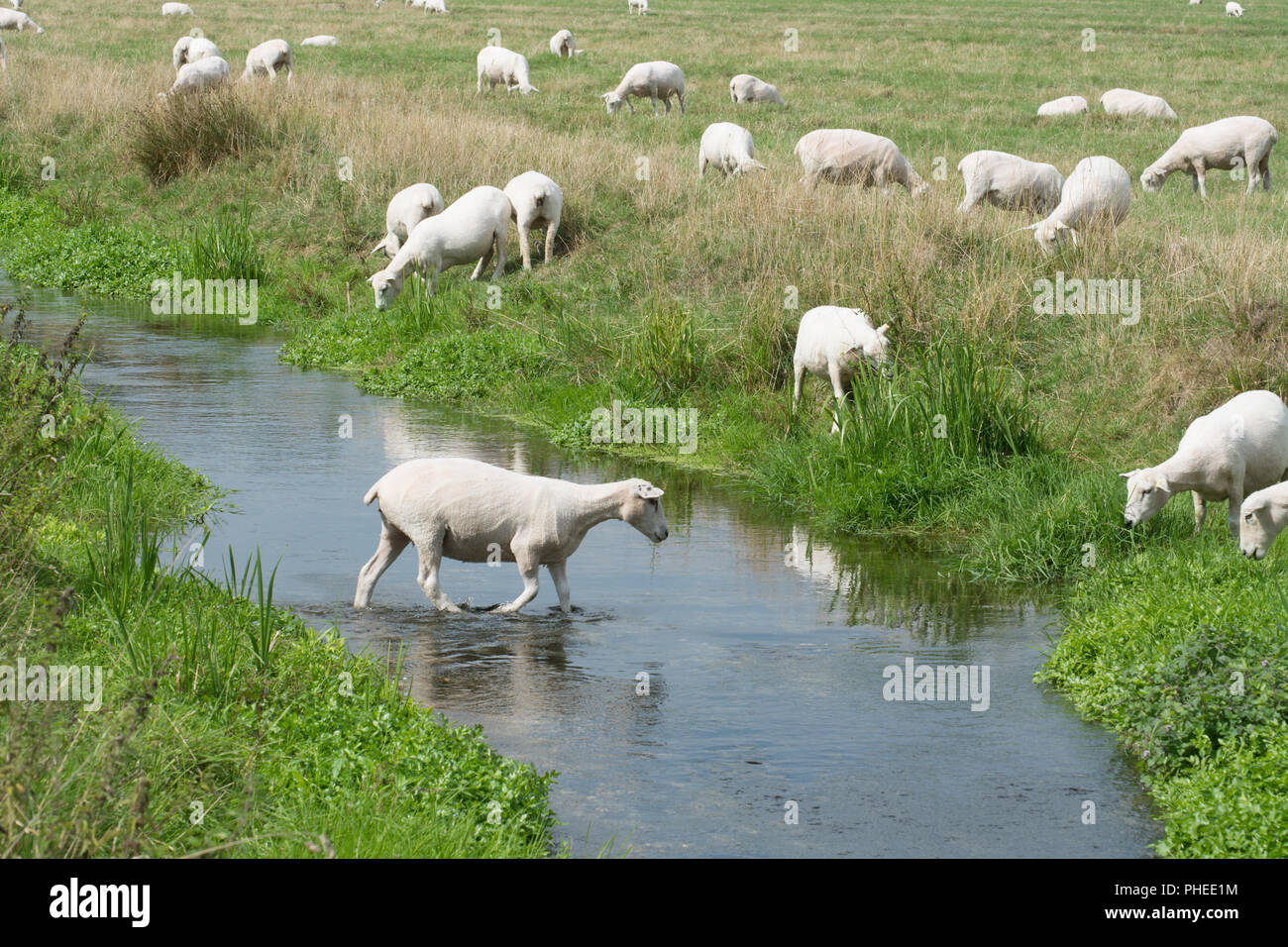Sheep grazing in fields with a stream running through at Harnham Water Meadows near Salisbury