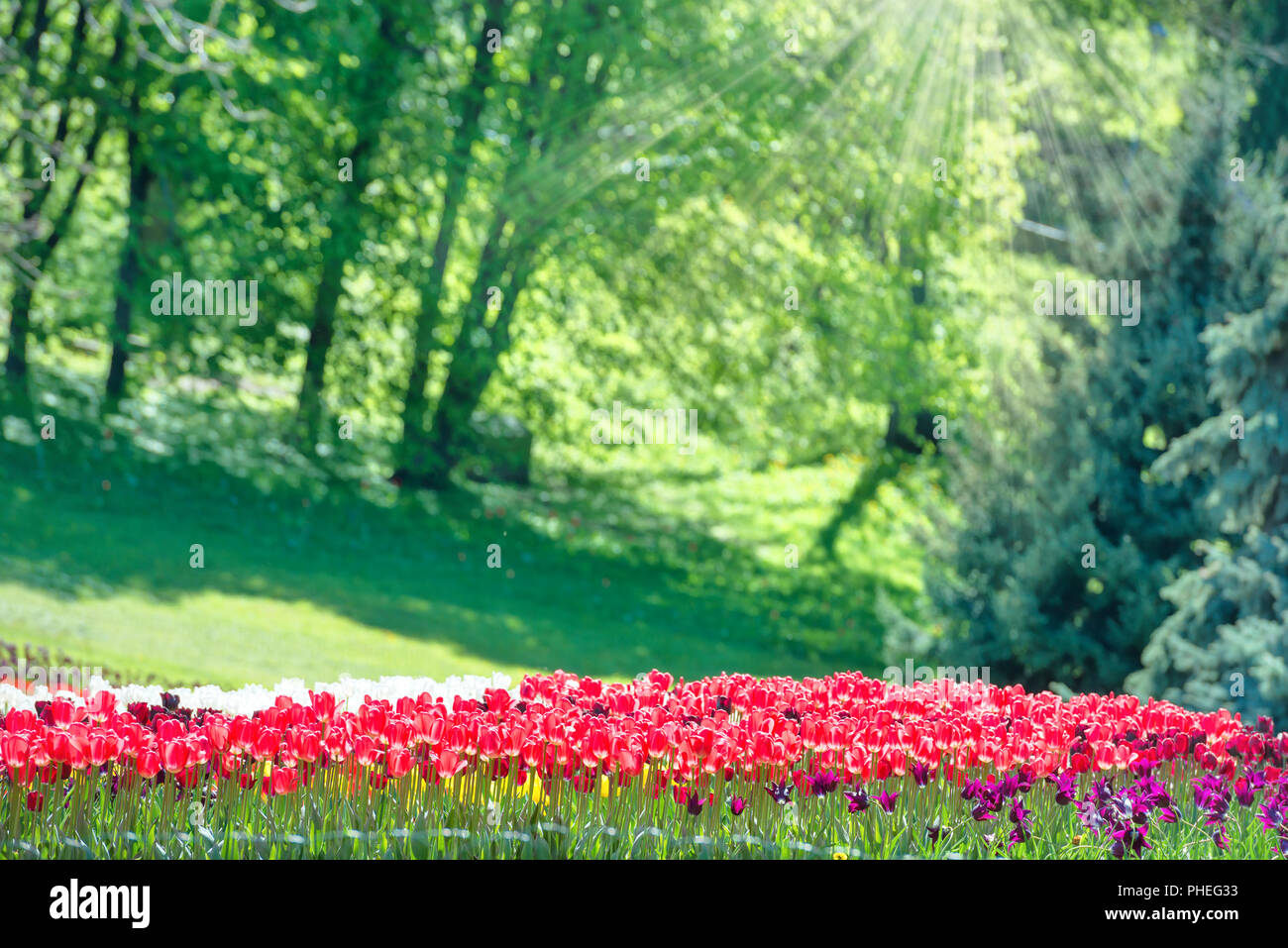 Colorful tulips garden in the green park Stock Photo - Alamy