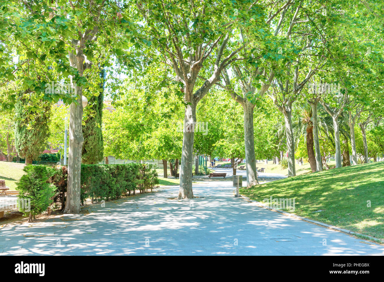 Green sunny park with green trees Stock Photo - Alamy
