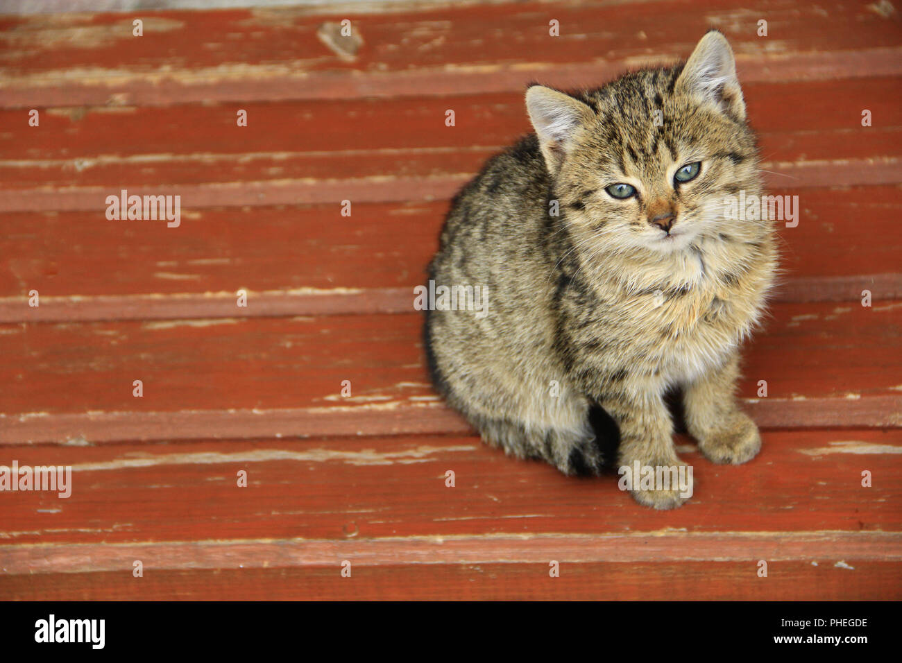 grey beautiful kitten sits on the red bench Stock Photo - Alamy