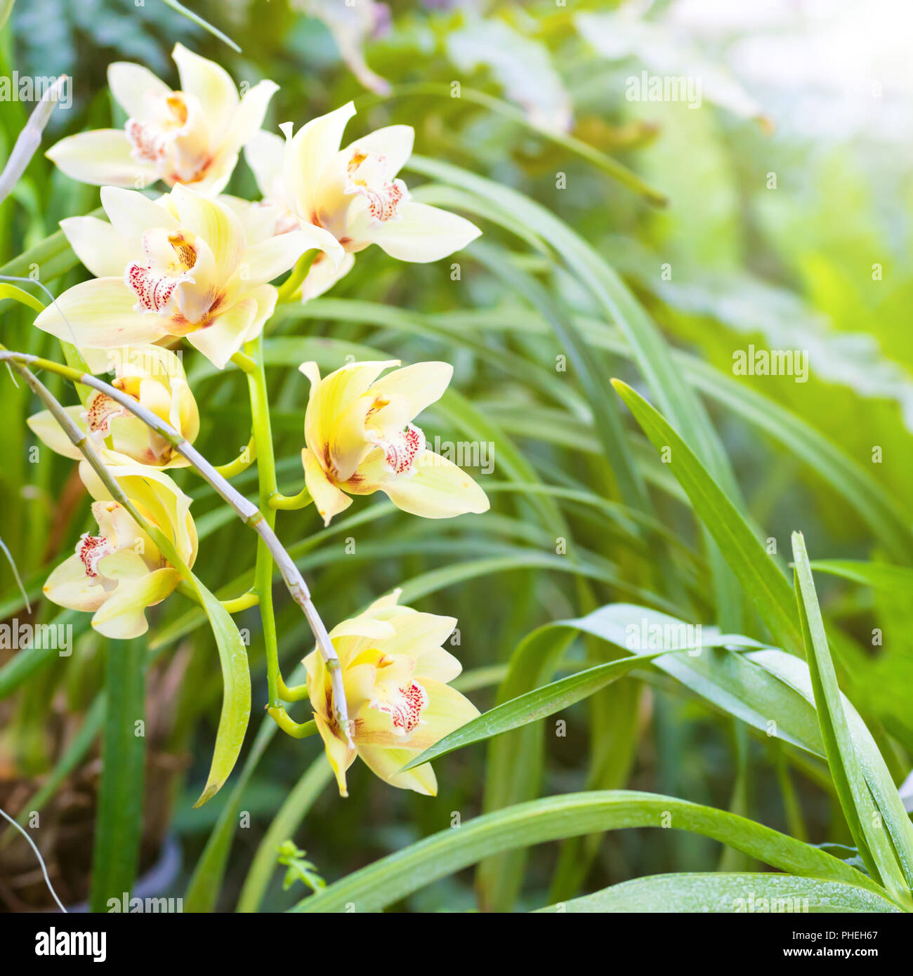 Purple orchids in a tropical forest Stock Photo