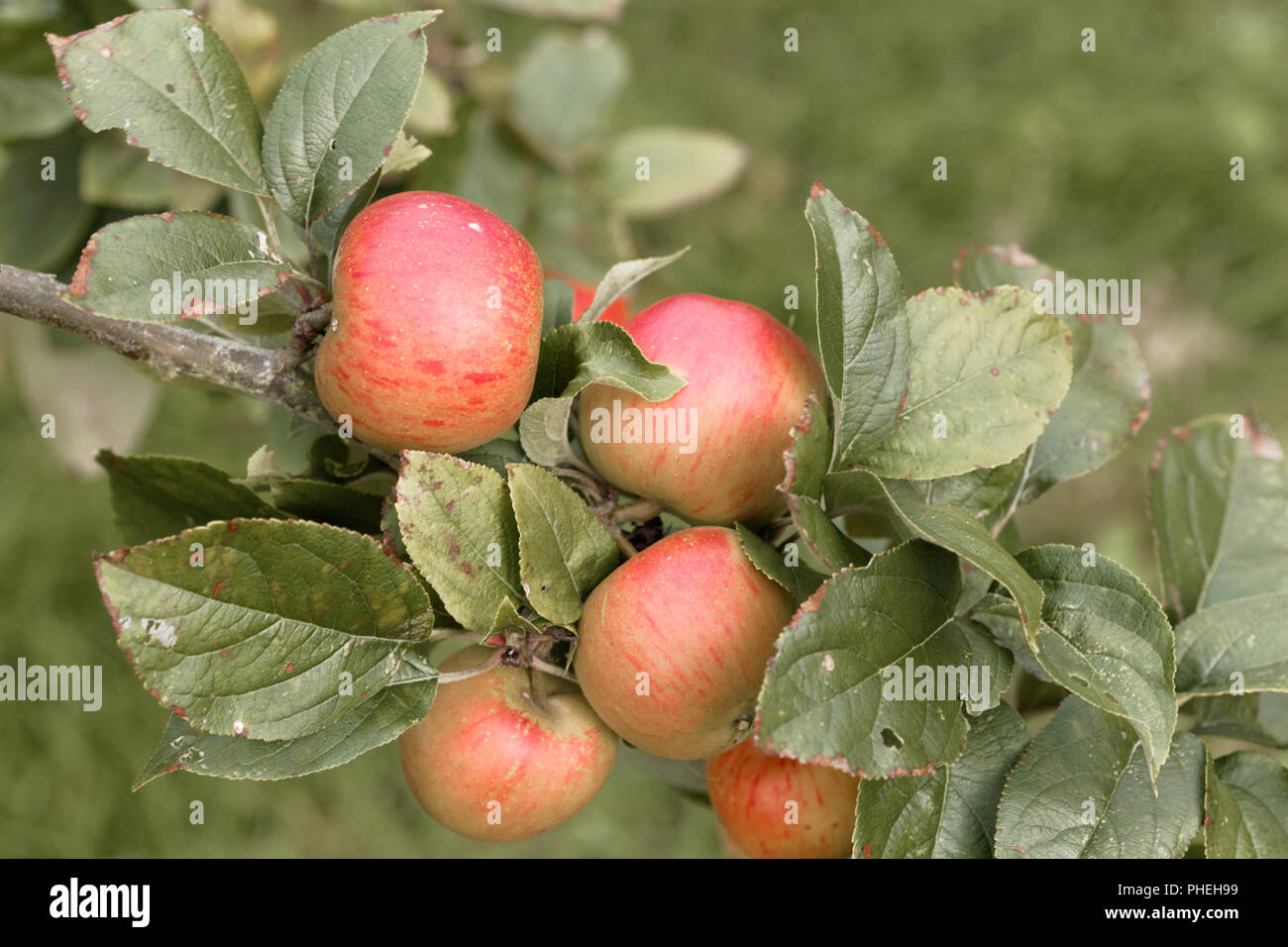 Image showcasing Apples hanging on apple tree hi-res stock photography and images - Alamy