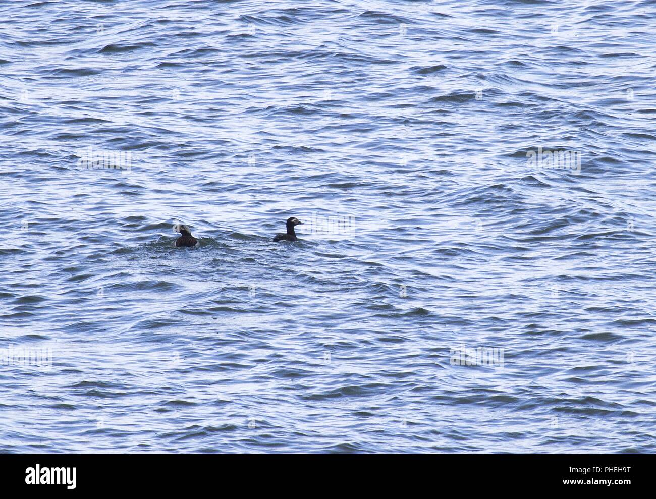 Long Island Duck High Resolution Stock Photography and Images - Alamy
