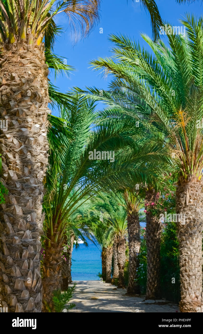 Palm alley way hi-res stock photography and images - Alamy
