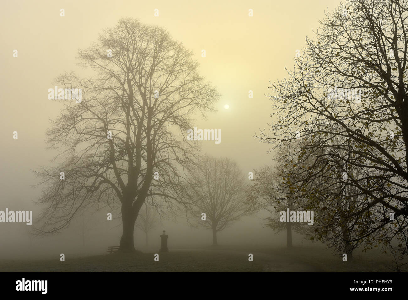 fog; trees; swabian alb; Germany; Stock Photo
