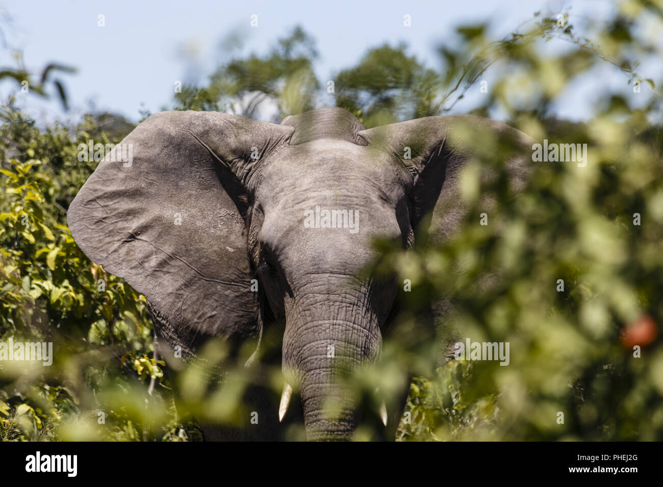 african bush elephant Stock Photo