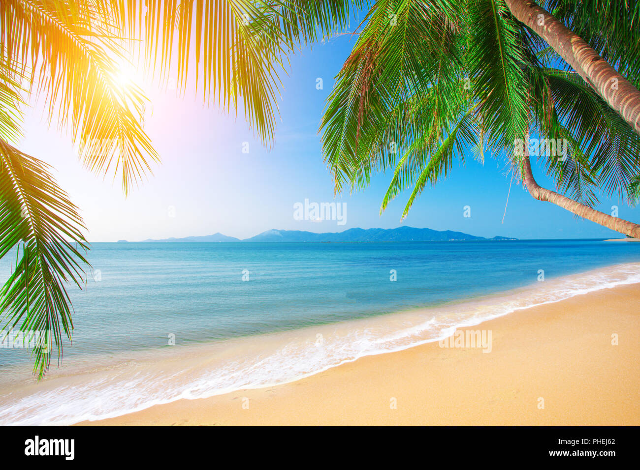 Palm and tropical beach Stock Photo - Alamy