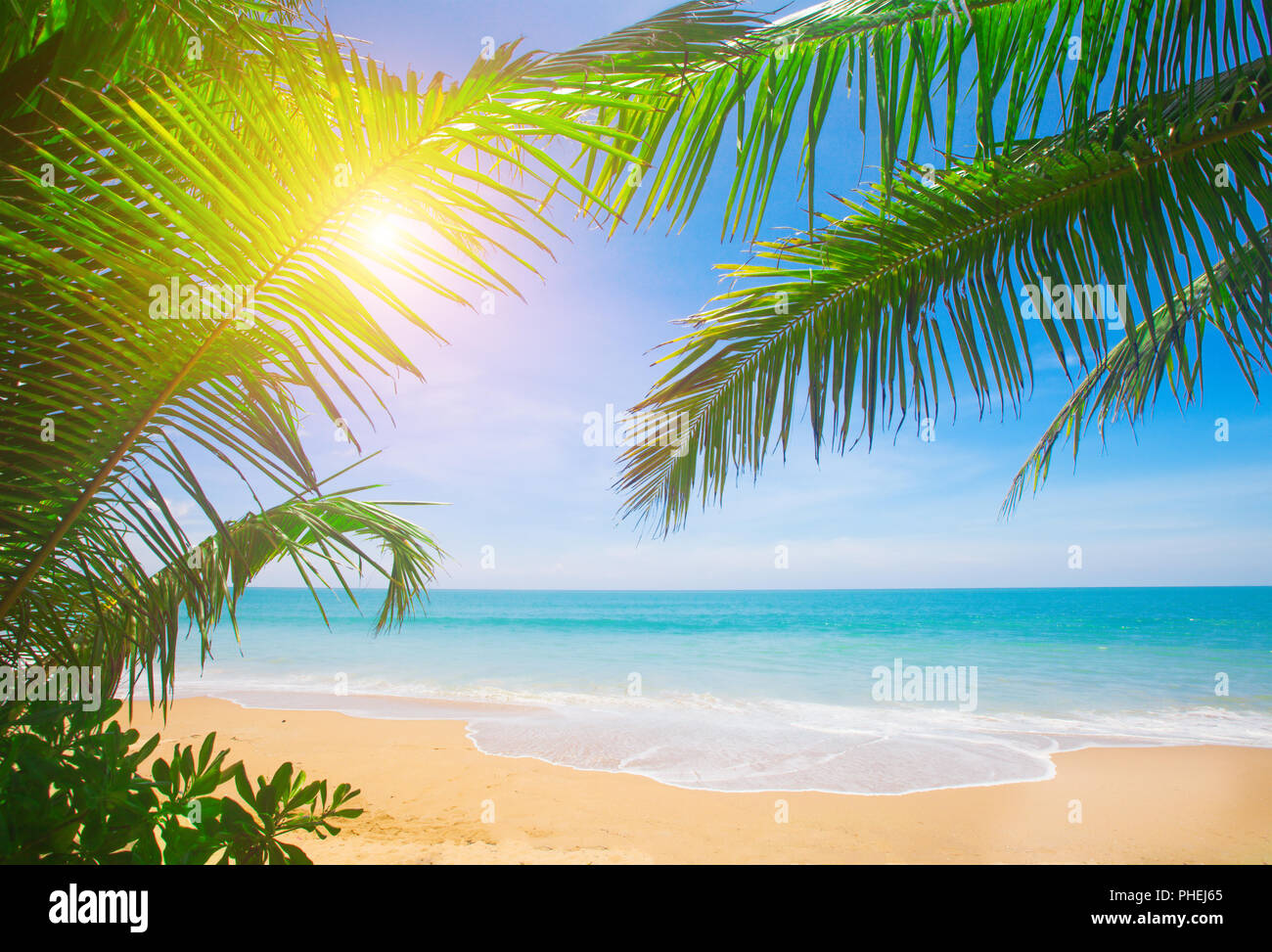 Palm and tropical beach Stock Photo - Alamy
