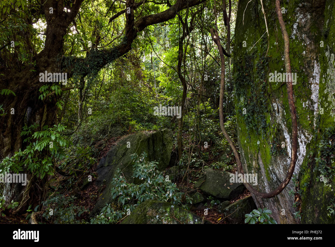 Inside the atlantic rainforest Stock Photo