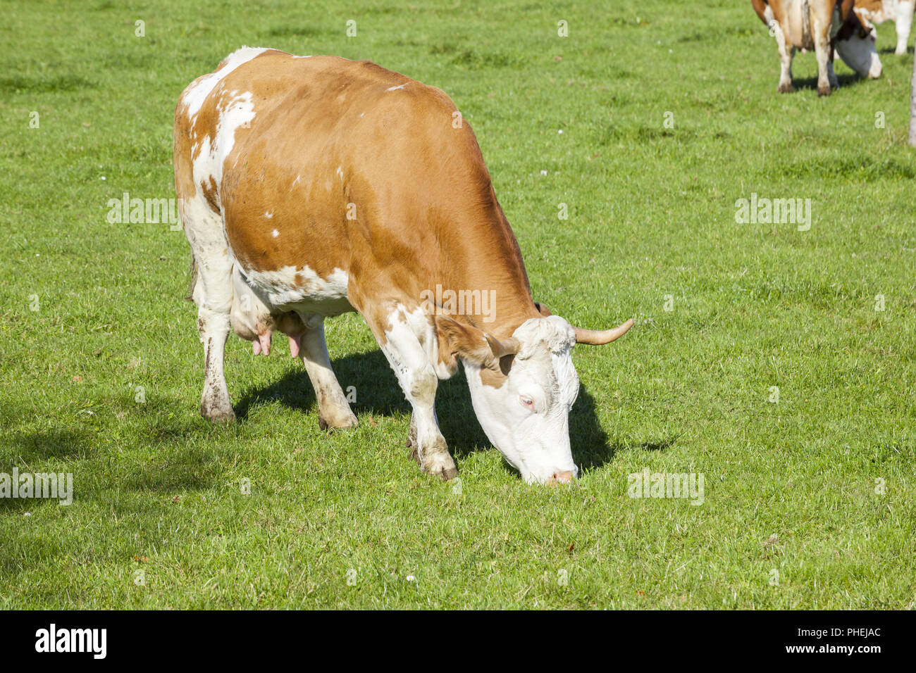 cow in the green grass Stock Photo - Alamy