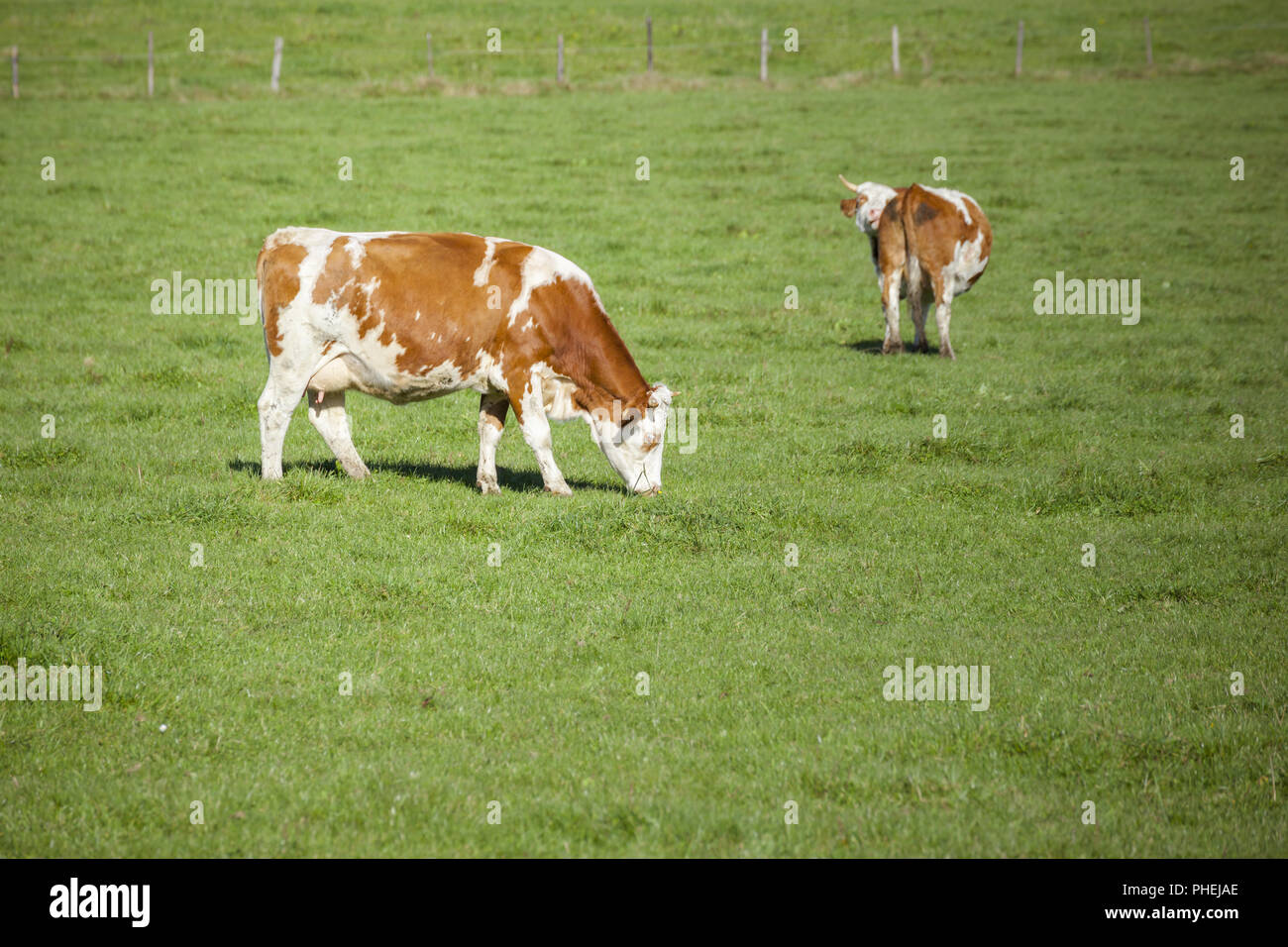 cow in the green grass Stock Photo - Alamy