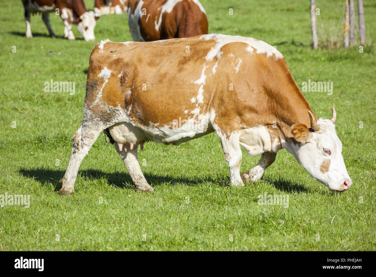 cow in the green grass Stock Photo - Alamy