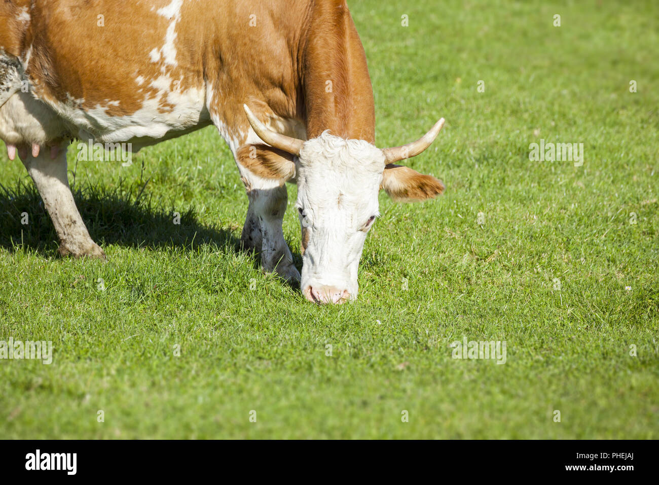 cow in the green grass Stock Photo - Alamy