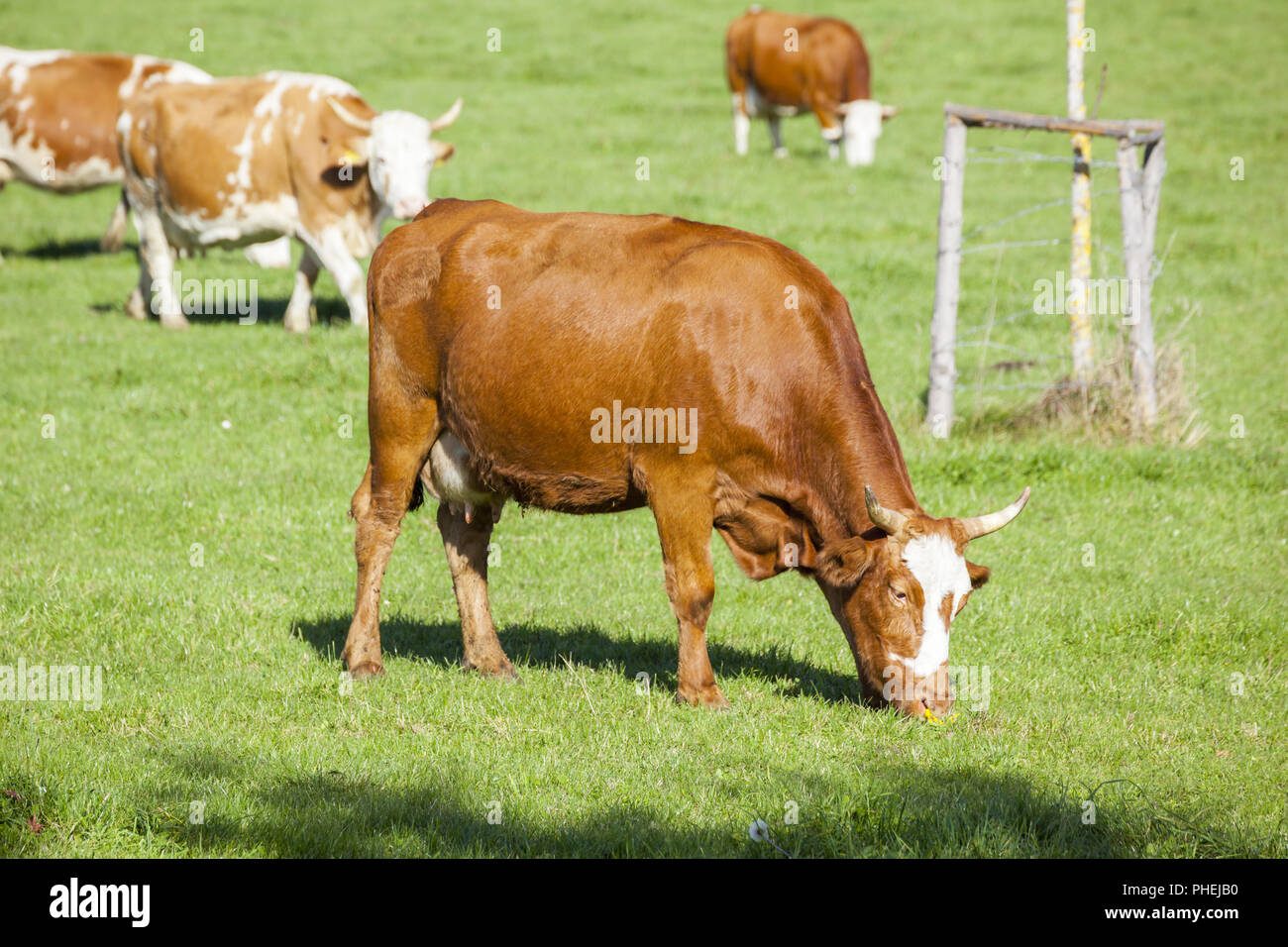 cow in the green grass Stock Photo - Alamy