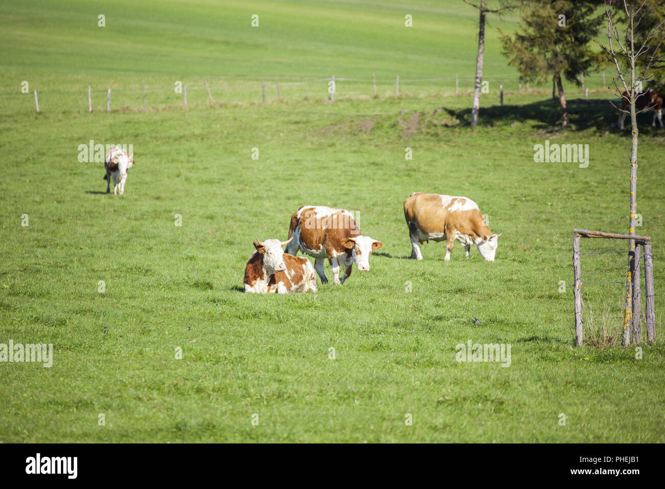 cow in the green grass Stock Photo - Alamy