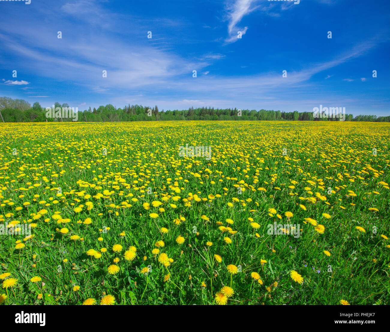 Yellow flowers field under blue cloudy sky Stock Photo