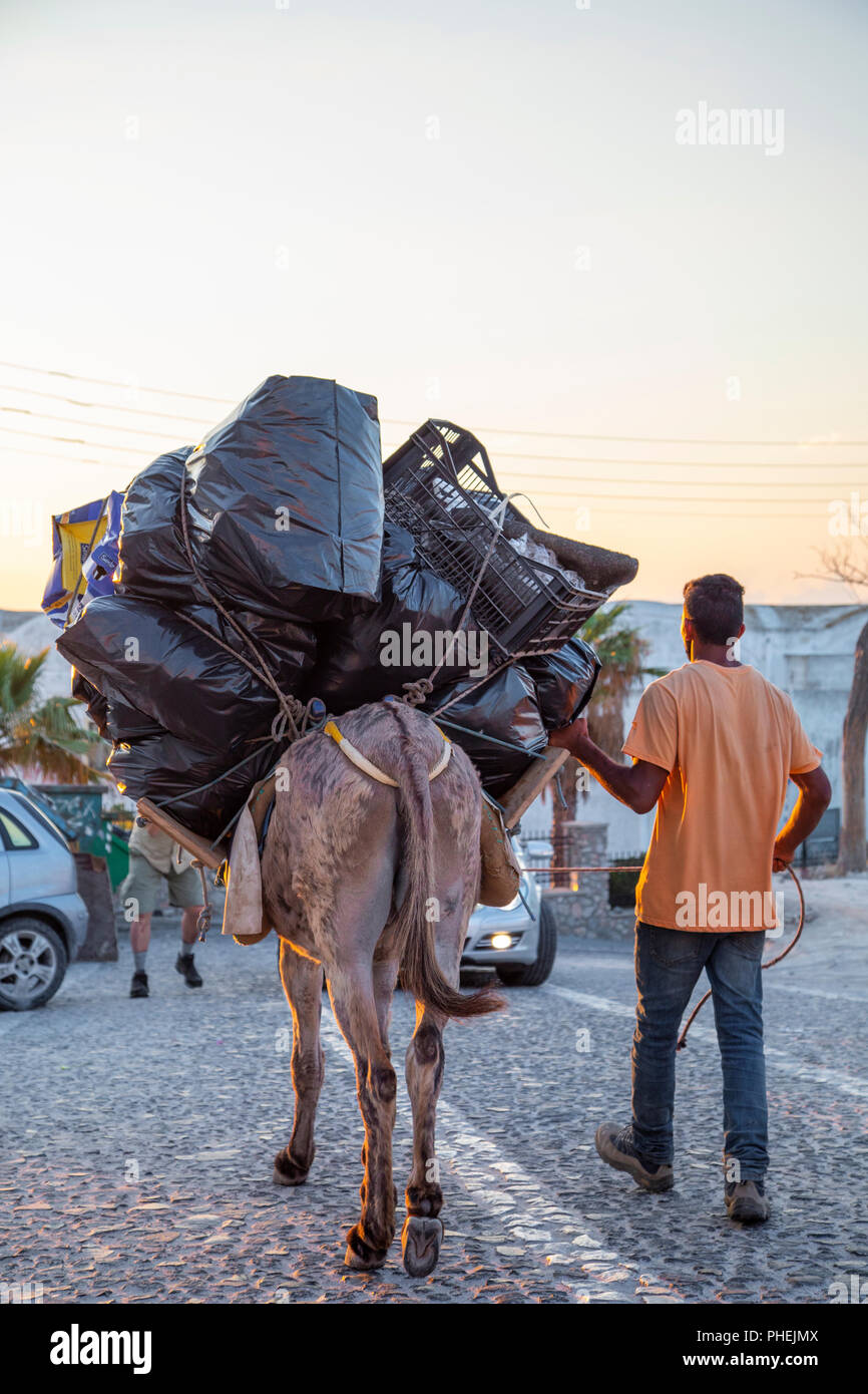 Local Greek man taking out the trash with donkey in Fira, Thira, Santorini Greece Stock Photo
