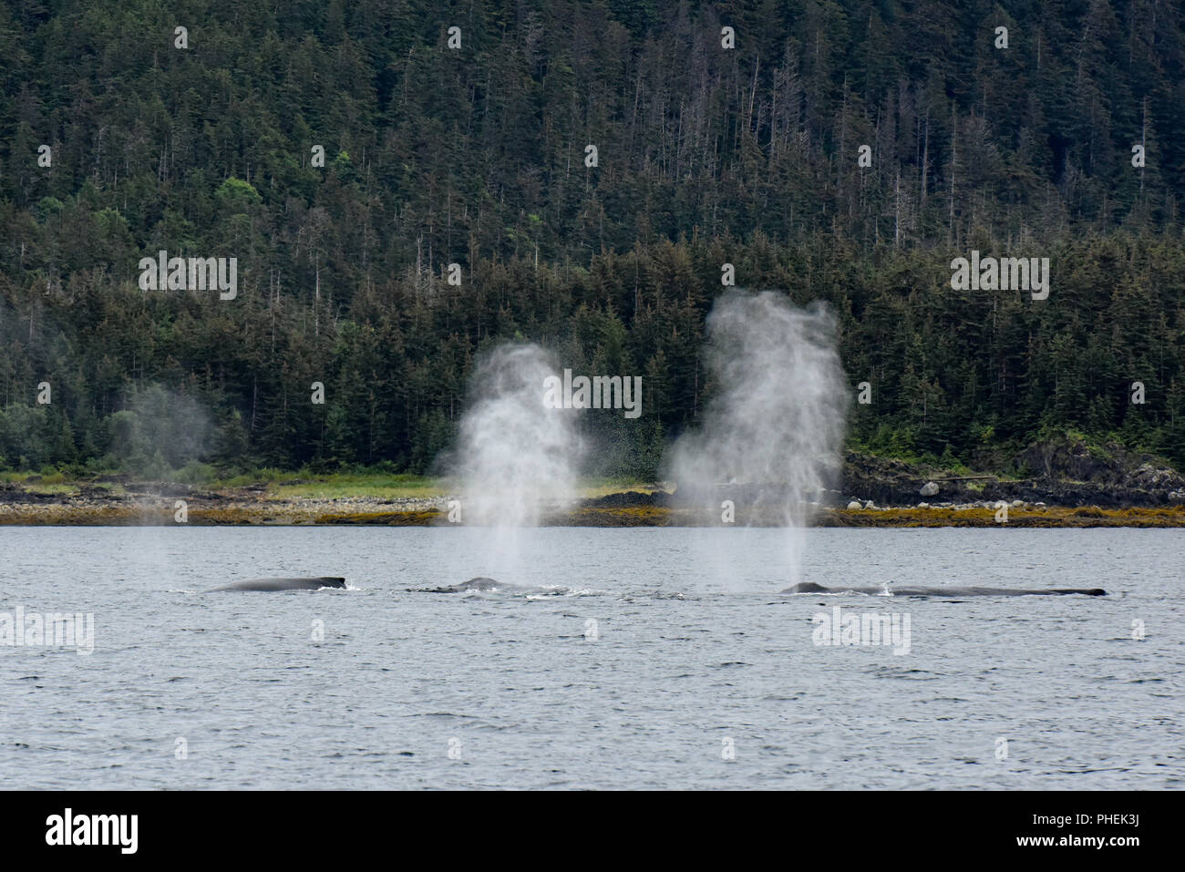Juneau Alaska - humpback whale watching cruise ship excursion - Stock Photo
