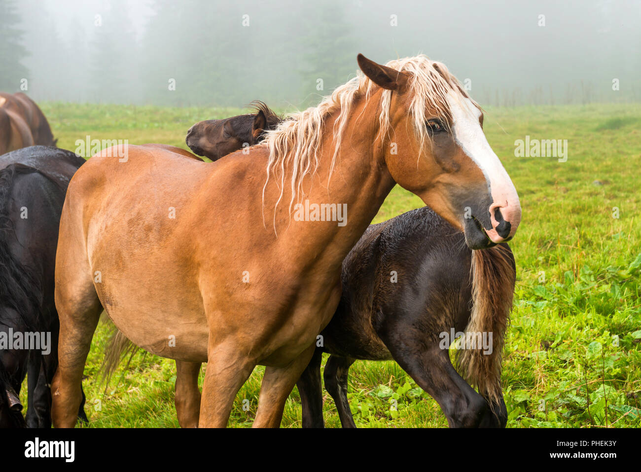 Brown chestnut horse with white mane Stock Photo