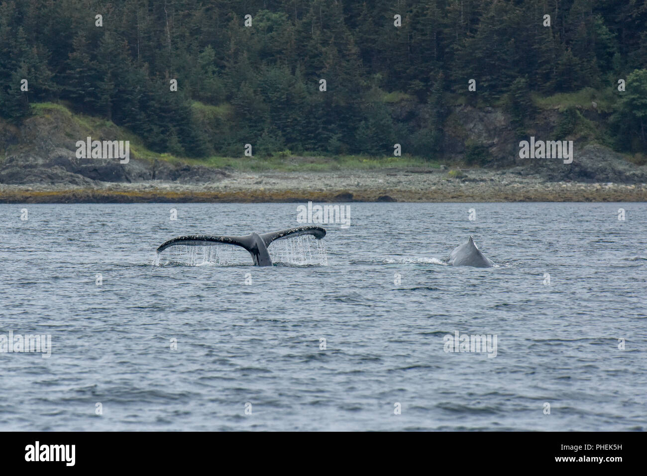 Juneau Alaska - humpback whale watching cruise ship excursion - Stock Photo