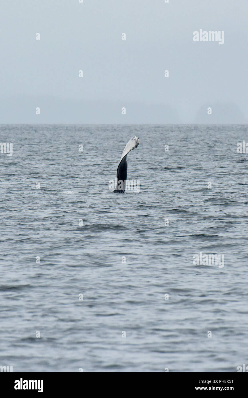 Juneau Alaska - humpback whale watching cruise ship excursion - Stock Photo
