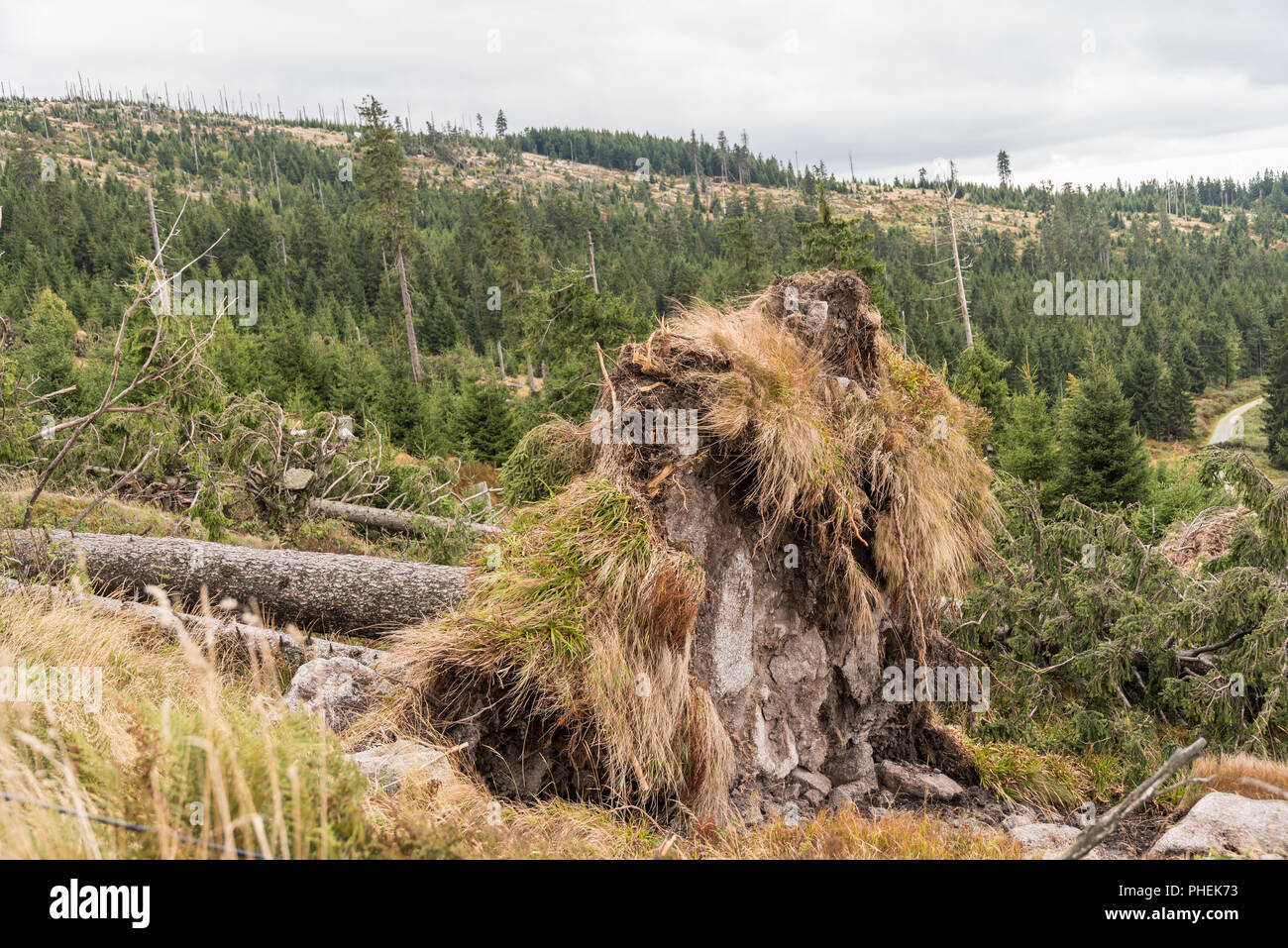 Trees uprooted from a forest after a storm Stock Photo