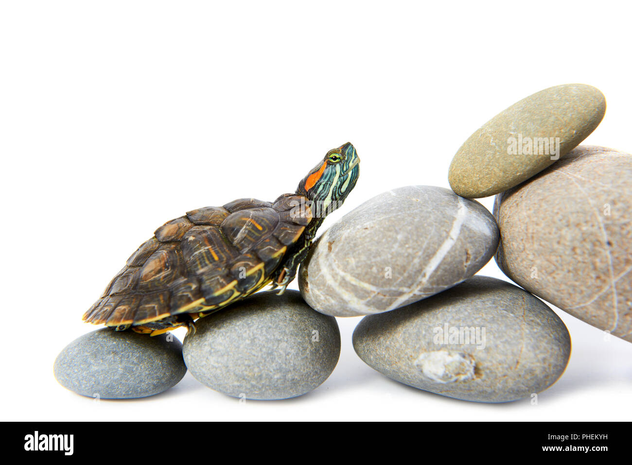 Turtle climbing up the steps Stock Photo Alamy
