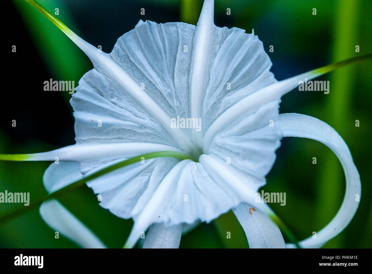 Photographed looking down of spider lily with green background out of focus Stock Photo