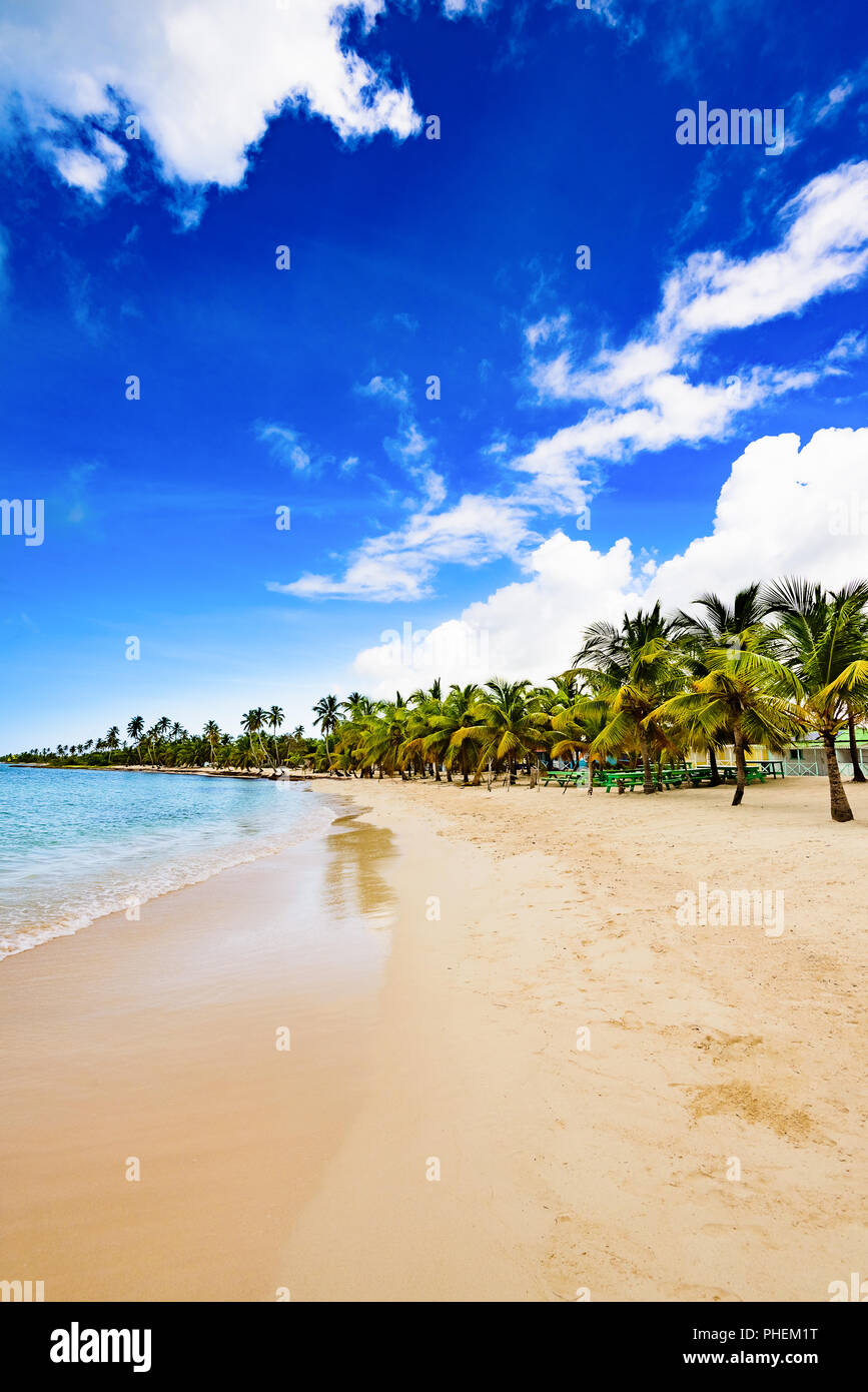 paradise tropical beach palm caribbean dominican Stock Photo - Alamy