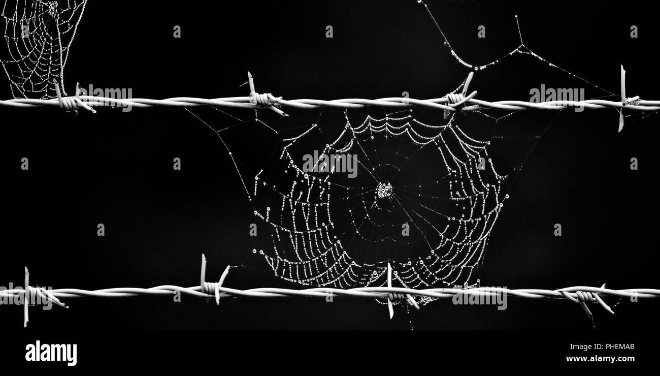 barbed wire and spider web, Bruehl, North Rhine-Westphalia, Germany, Europe Stock Photo
