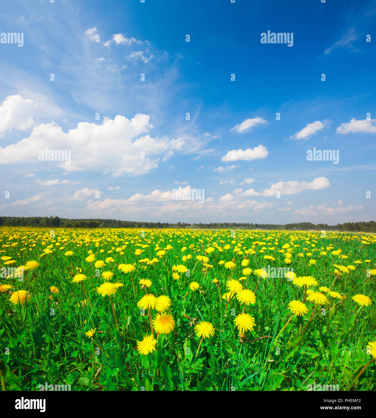 Yellow flowers field under blue cloudy sky Stock Photo