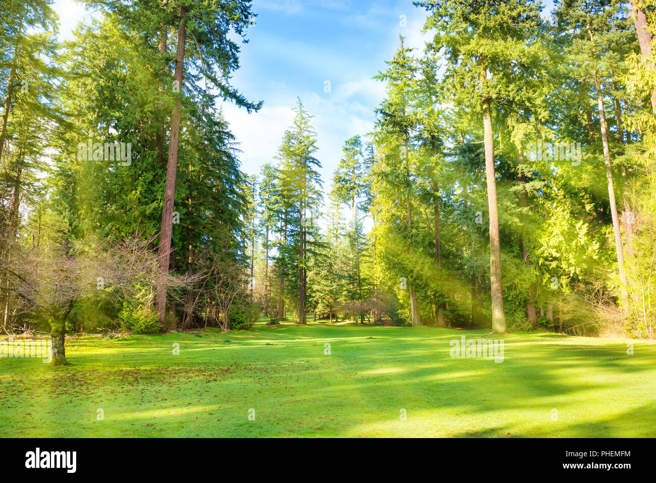 Green lawn with trees in park Stock Photo - Alamy