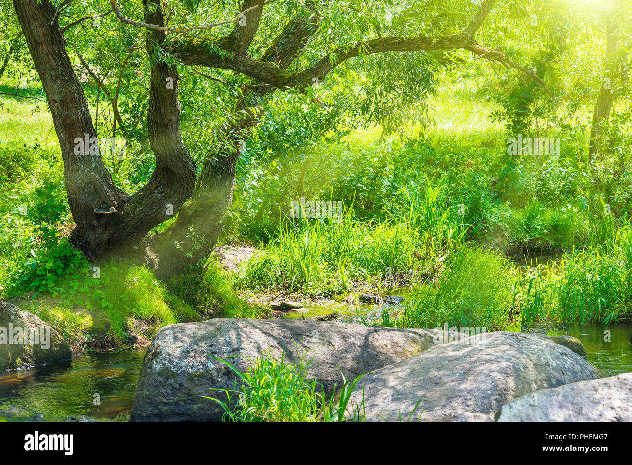 Beautiful trees in tropical forest hi-res stock photography and images ...